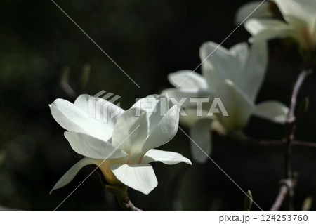 しっとりと美しい花姿 124253760