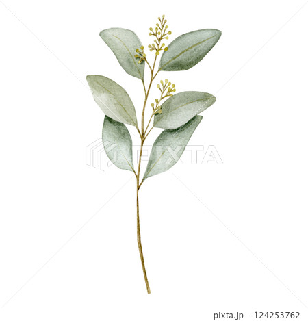 Watercolor illustration with a blooming eucalyptus branch decorated on a savage green color. Watercolor illustration with a blooming eucalyptus branch decorated on a savage green color. 124253762