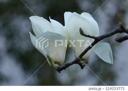 しっとりと美しい花姿 しっとりと美しい花姿 124253771