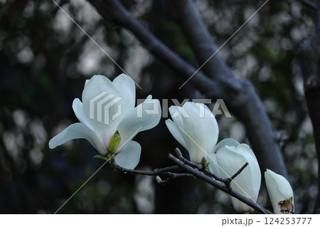 しっとりと美しい花姿 しっとりと美しい花姿 124253777