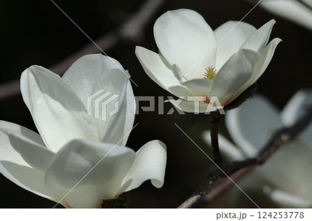 しっとりと美しい花姿 しっとりと美しい花姿 124253778