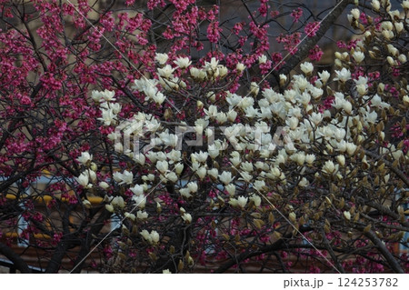 しっとりと美しい花姿 124253782