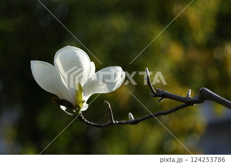 しっとりと美しい花姿 124253786