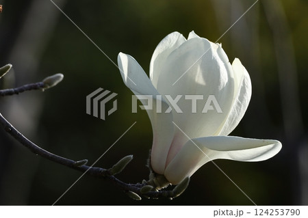 しっとりと美しい花姿 124253790