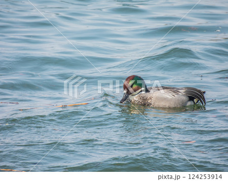 波の荒い淀川を泳ぐヨシガモ(オス) 大阪府寝屋川 波の荒い淀川を泳ぐヨシガモ(オス) 大阪府寝屋川 124253914