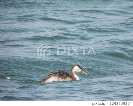 カンムリカイツブリ　淀川　寝屋川市 124253920