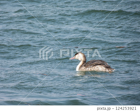 カンムリカイツブリ　淀川　寝屋川市 124253921