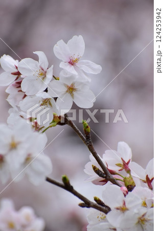 桜 2025 桜 2025 124253942