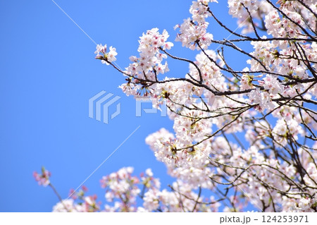 桜 2025 桜 2025 124253971