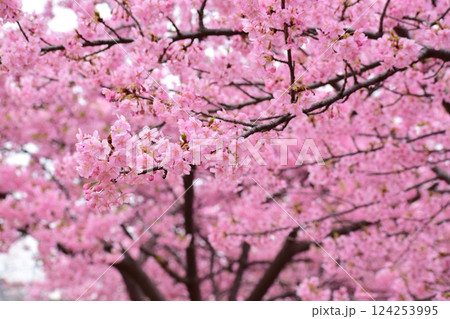 桜　2025 124253995