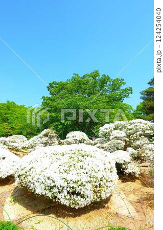 満開のつつじ ツツジ 白つつじ公園 松ヶ池公園 長井市 満開のつつじ ツツジ 白つつじ公園 松ヶ池公園 長井市 124254040