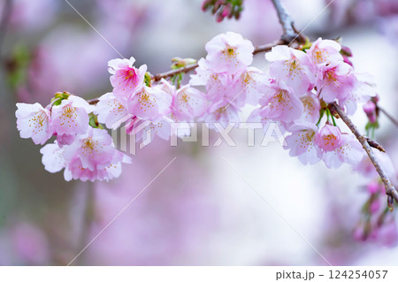 開花したばかりの桜 開花したばかりの桜 124254057