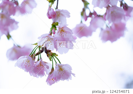 開花したばかりの桜 124254071