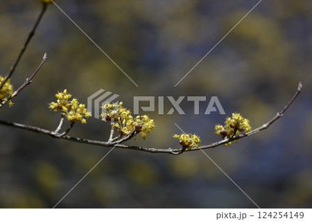 庭のサンシュユ 庭のサンシュユ 124254149