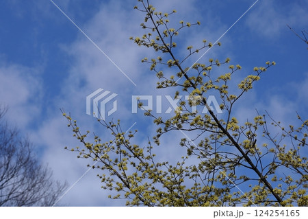 庭のサンシュユ 124254165