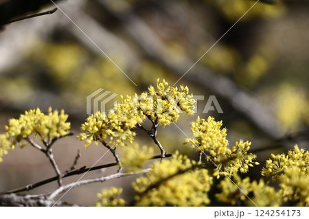 庭のサンシュユ 庭のサンシュユ 124254173