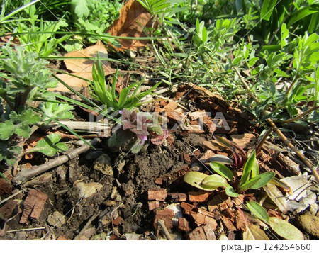 ヒメオドリコソウの紫色の花 124254660