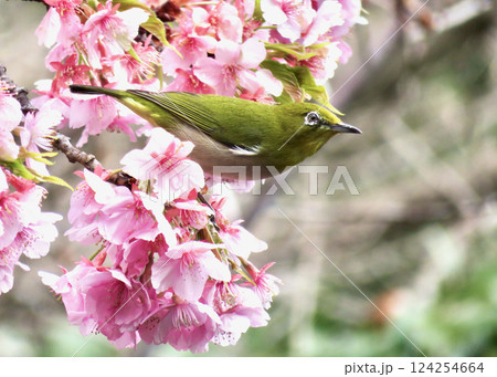 狙い定めて! 狙い定めて! 124254664