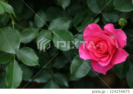 花の女王 花の女王 124254673