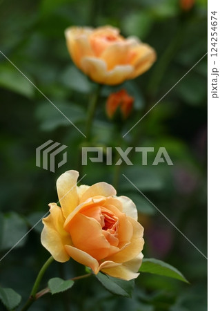 花の女王 花の女王 124254674