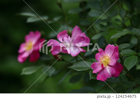 花の女王 花の女王 124254675