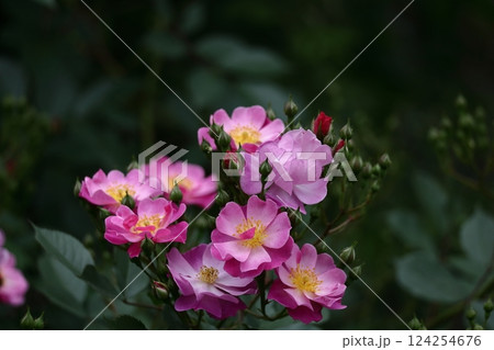 花の女王 124254676