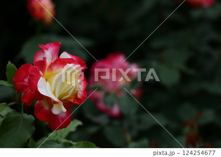 花の女王 花の女王 124254677