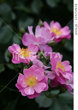 花の女王 124254678