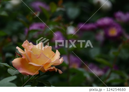 花の女王 124254680