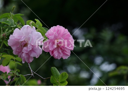 花の女王 花の女王 124254695