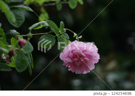 花の女王 花の女王 124254696