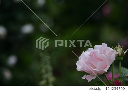 花の女王 124254700