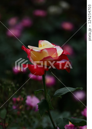 花の女王 124254703