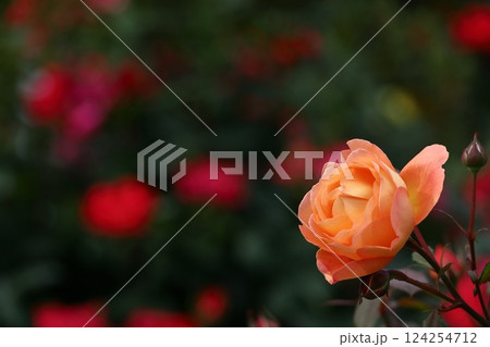 花の女王 124254712