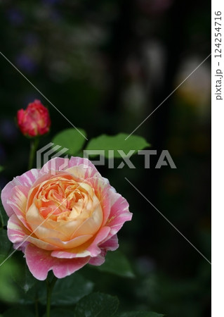 花の女王 124254716