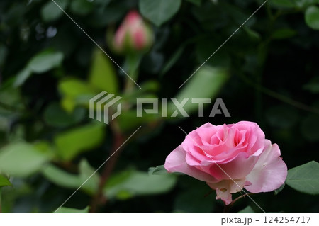 花の女王 124254717