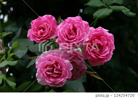 花の女王 花の女王 124254720