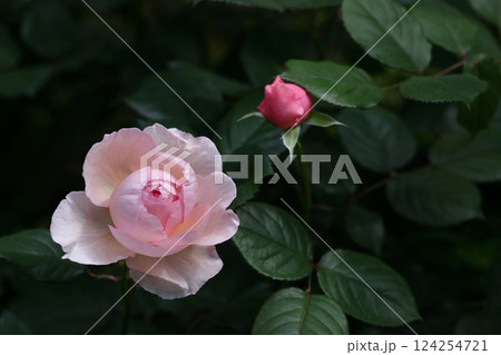 花の女王 124254721
