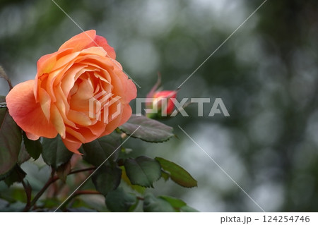 花の女王 花の女王 124254746