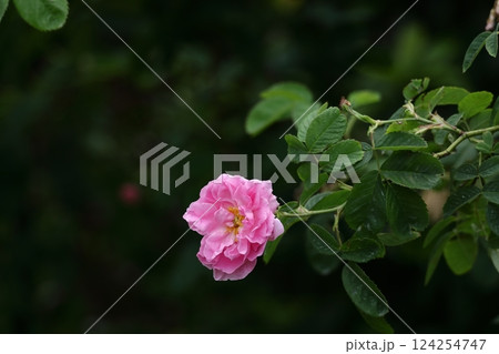 花の女王 花の女王 124254747