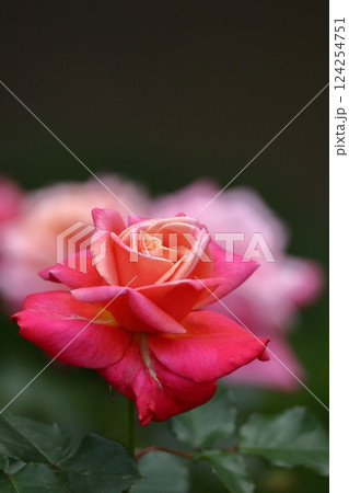 花の女王 花の女王 124254751