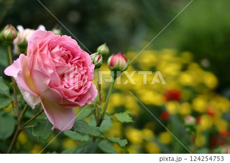 花の女王 花の女王 124254753