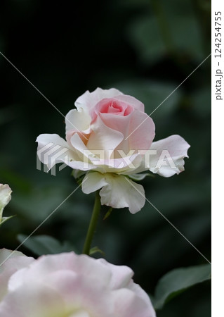 花の女王 124254755