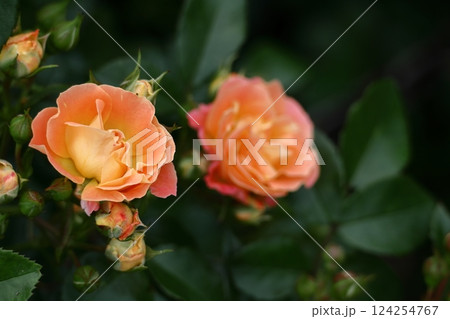 花の女王 花の女王 124254767