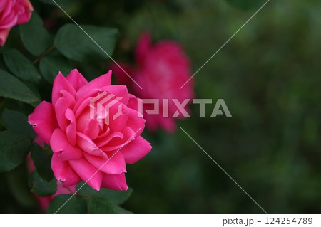 花の女王 花の女王 124254789