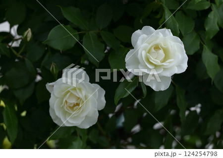 花の女王 124254798