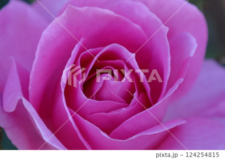 花の女王 花の女王 124254815