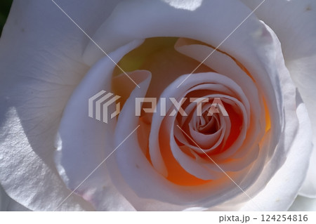 花の女王 花の女王 124254816