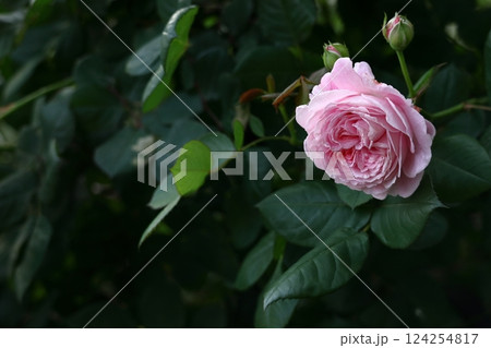 花の女王 花の女王 124254817