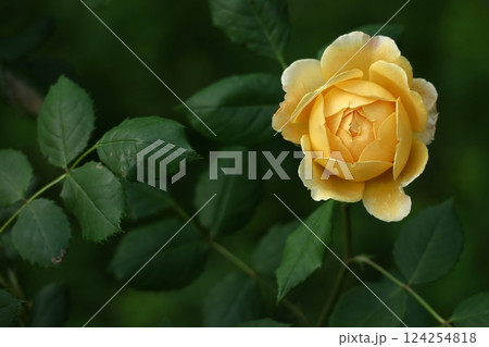 花の女王 花の女王 124254818